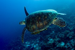 sea turtle swimming