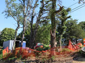 Trees Needing Removal [08/2015]