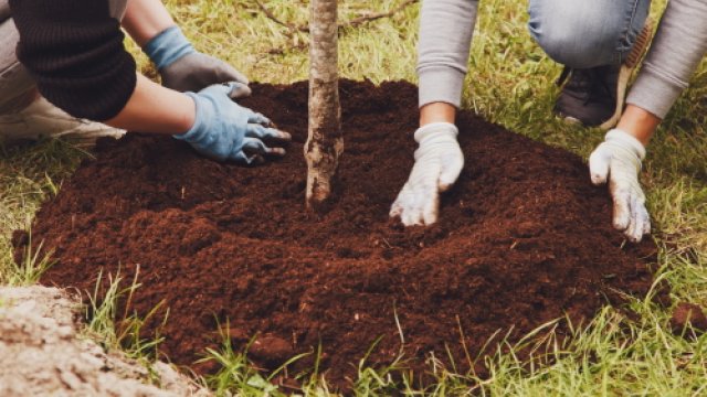 Two people wearing gloves pat down mulch around a newly planted tree.