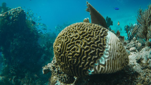System 002 and Marine Life: Prevention and Mitigation