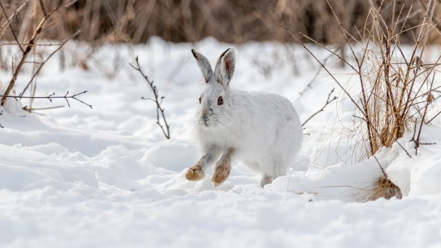 essay on climate change and its impact on ecology When hare in the snow.