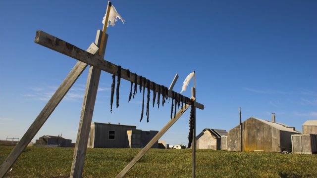 Fish meat drying on a wooden structure in rural Alaska.