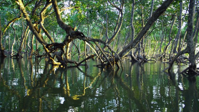 View of mangrove trees growing in water.
