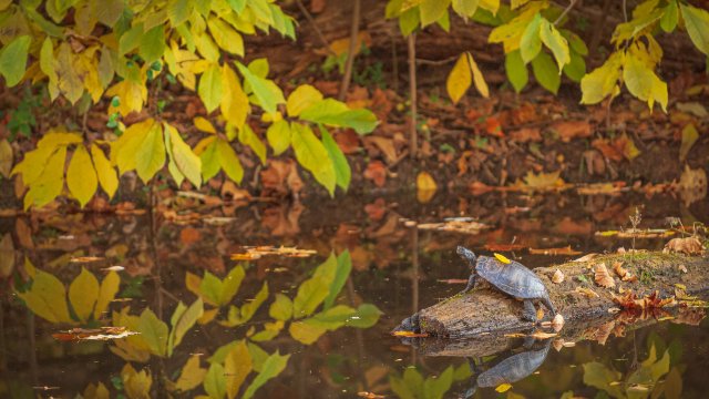 Photo of a turtle climbing onto a log.