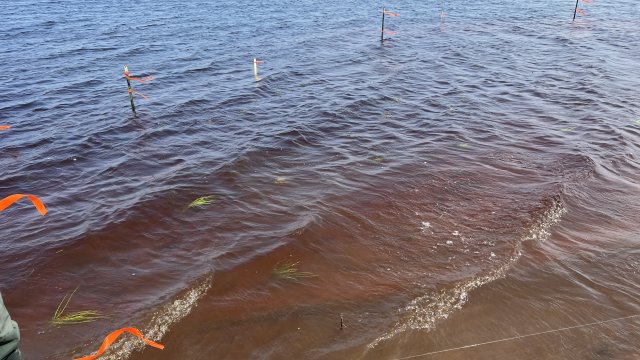 Planting of fringe marsh species continues in the waters of the Shallow Sheltered Bay. 