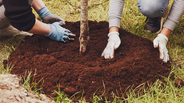 Two people planting a tree