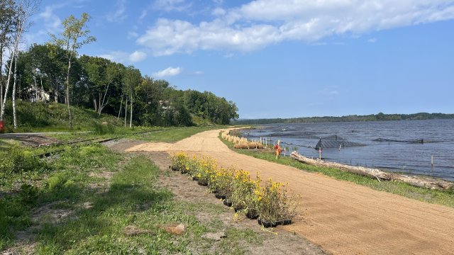 Planting continues along the shoreline of the Shallow Sheltered Bay
