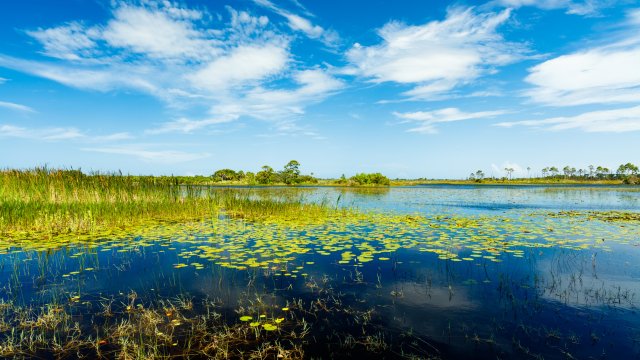 Florida nature preserve, wetland area.