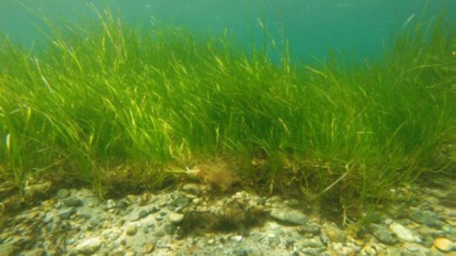 Eelgrass build organically rich peat layers below the meadow (photo: Phil Colarusso)