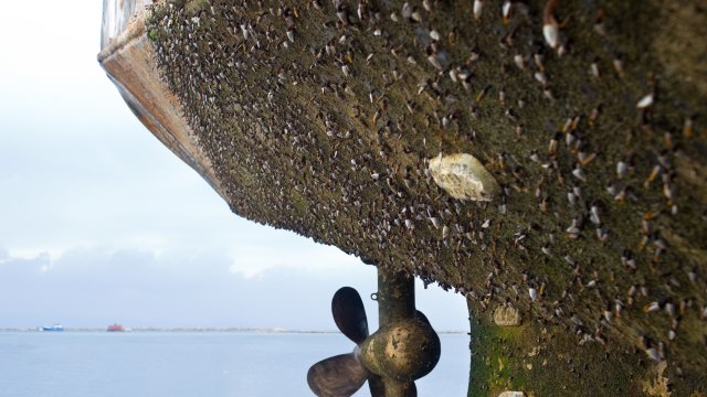 The hull of a vessel with extensive fouling