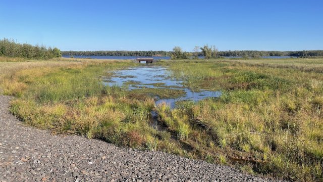 Wire Mill Pond restored with emergent and fringe marsh vegetation.