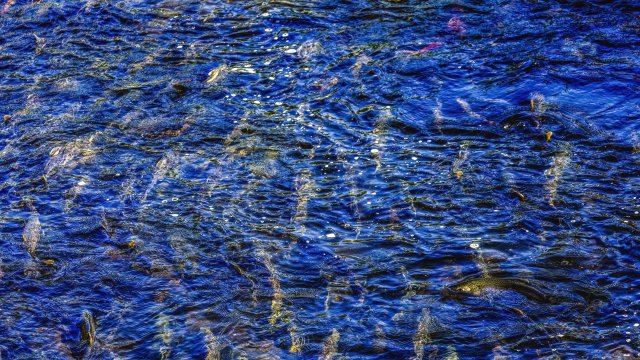 Multi-Colored Salmon Issaquah Creek Washington. 