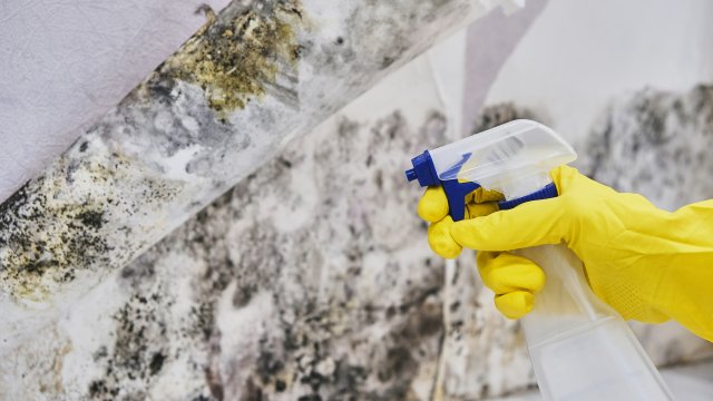 Gloved hand spraying at mold on wall