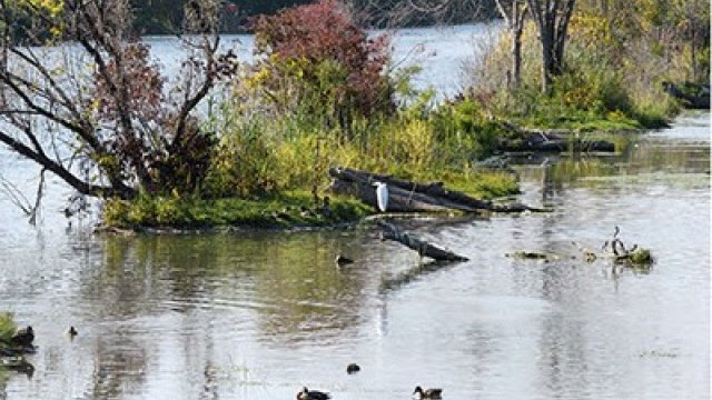 Photo depicting Clinton River spillway with birds in view