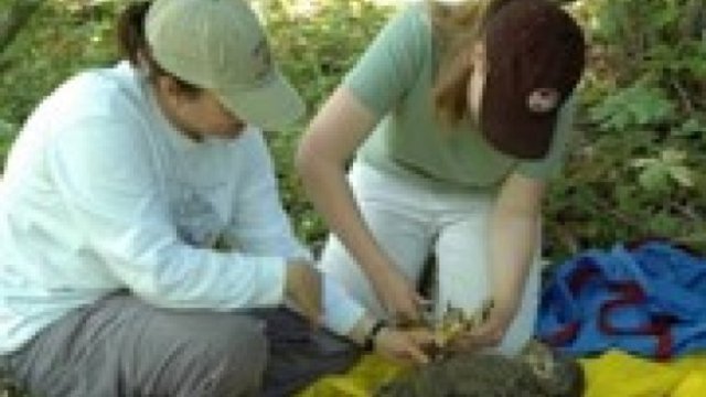 Bald Eagle Productivity and Partnerships investigating contaminants in chicks