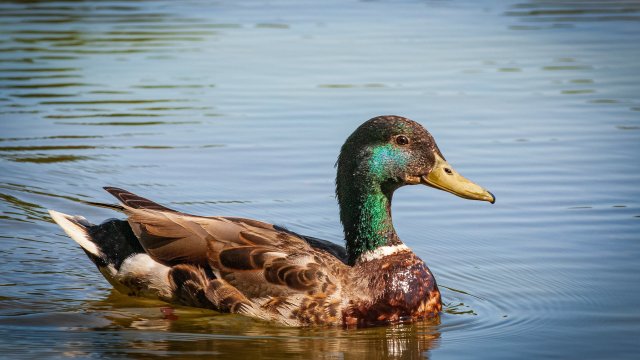 Bird in hazardous waters