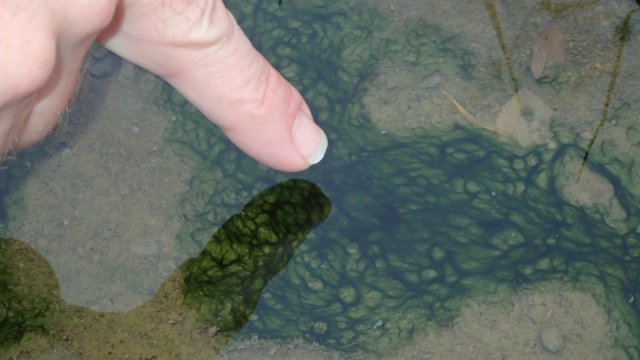 Person pointing to a green patch of algae in a shallow stream.