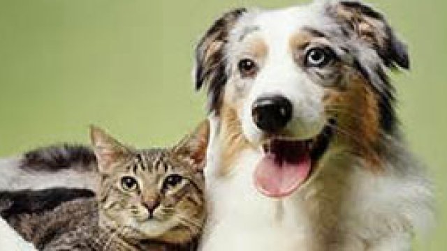 A cat and dog representing potential asthma triggers. 