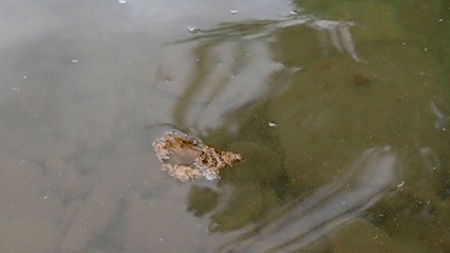  A small brown clump of algae floats on top of a stream.