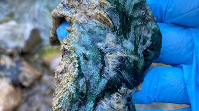 Closeup view of a person holding a small clump of algae using a gloved hand.