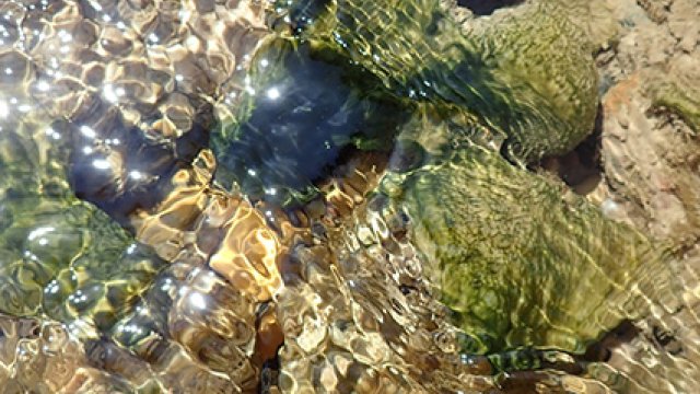 Algae clings to rock in a streambed as water flows through.