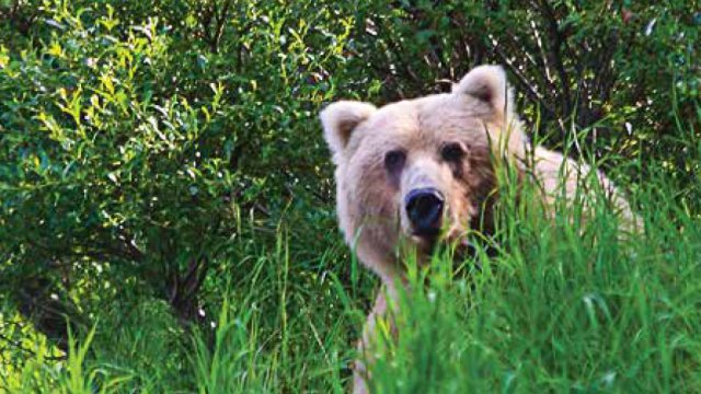 Large brown bear face looking out from behind tall green grasses.