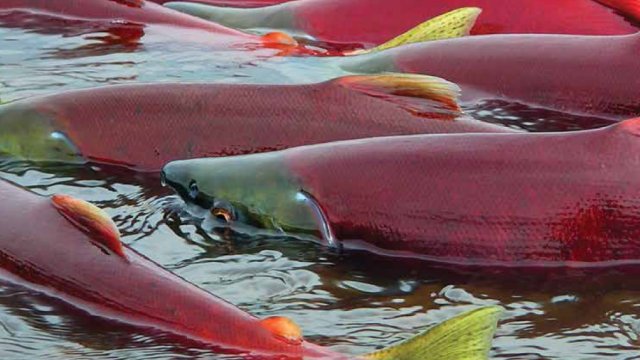 Close-up photo of bright red colored sockeye salmon spawning in a creek bed.