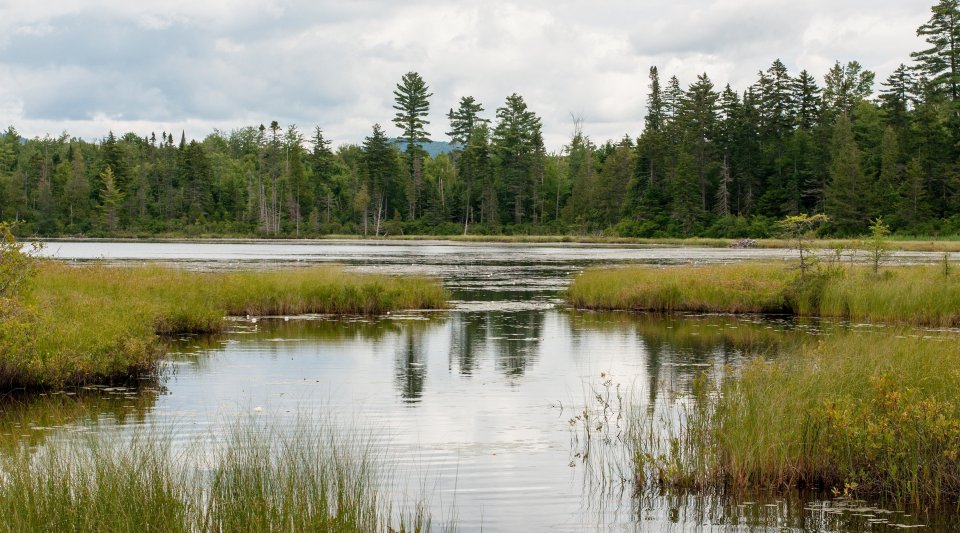 A lake in Vermont with sedge grasses.