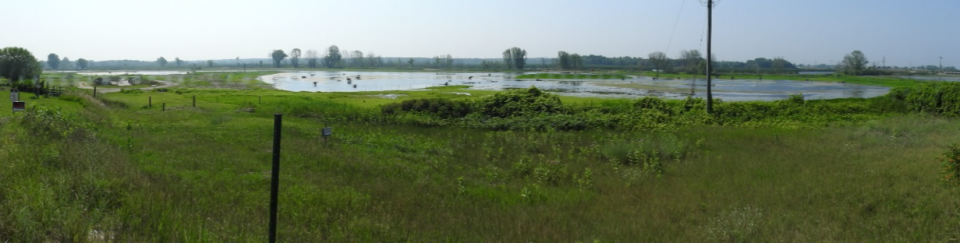 Lower Muskegon River following successful wetland habitat restoration. 