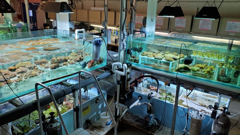 All culture systems contain two tanks. The bottom tank is used for biological filtration to maintain the pristine water quality that corals rely on for optimal growth. The top glass tanks house the coral. 