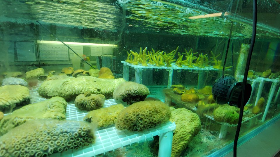 Some corals require more light than others. Based on their light requirements, corals are placed at various heights in the tank. Corals have a symbiotic relationship with algae called zooxanthellae; the corals provide habitat for the zooxanthellae and the zooxanthellae provide nutrition (photosynthetic byproducts).