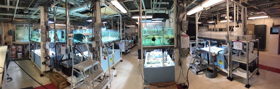 Three culture systems containing 10-12 different Caribbean/Atlantic coral species, three of which are listed as threatened under the Endangered Species Act.