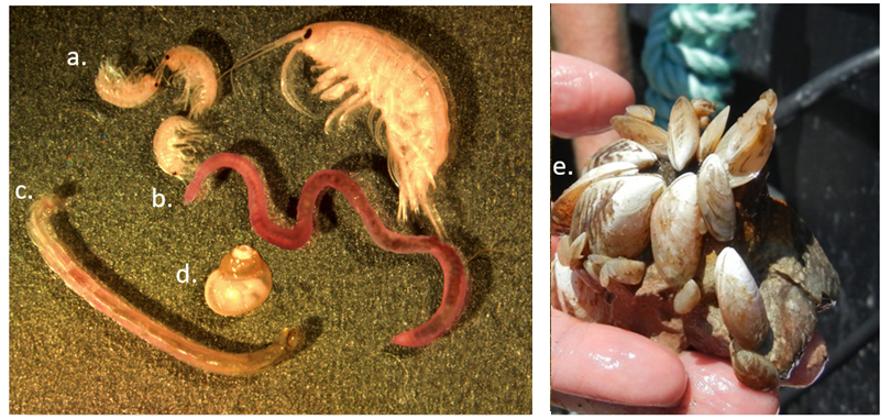 The above images correspond to the group of organisms listed below. Source left image: G. Carter via NOAA/GLERL; Source right image: NOAA/GLERL.