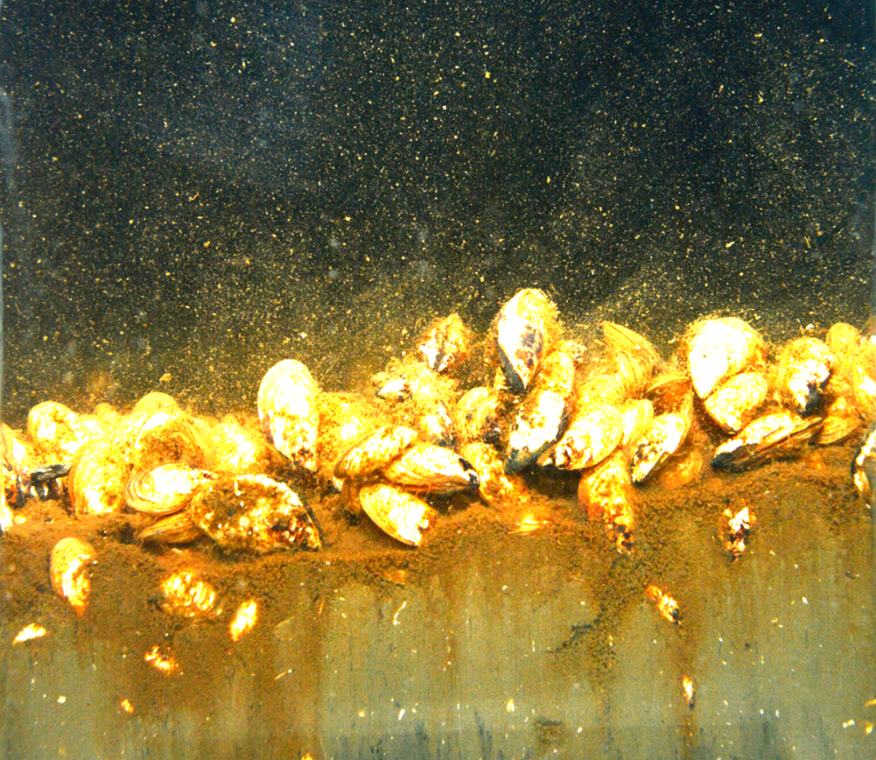 Image of quagga mussels residing on bottom sediments in Lake Ontario.