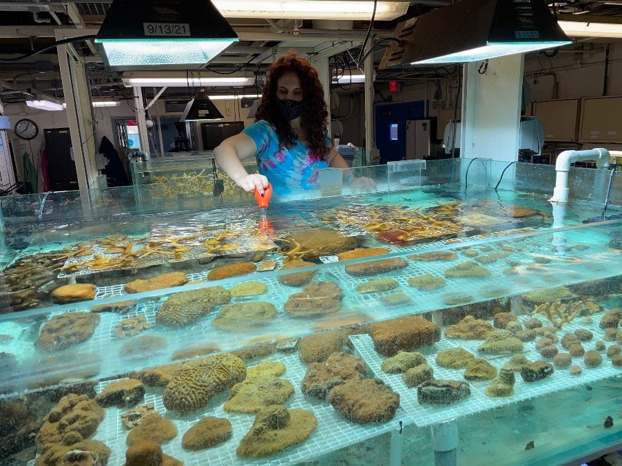 Down by the Seashore EPA Corals Lab Helps Protect Coral Reefs US EPA