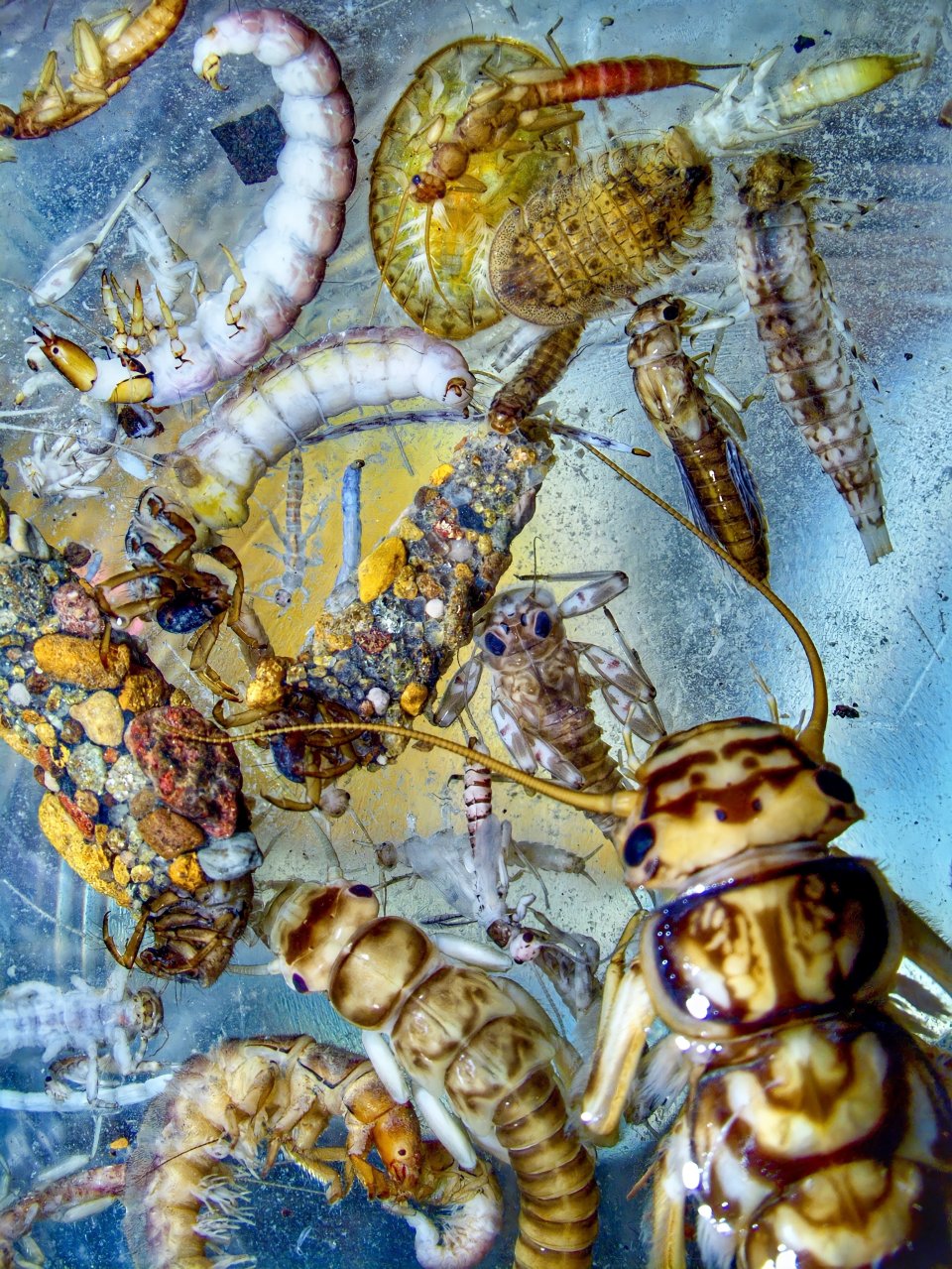 Indicators Benthic Macroinvertebrates US EPA