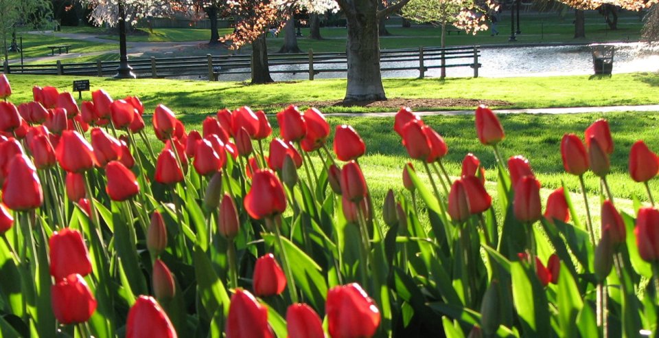 Red tulips with a view of a park in the background
