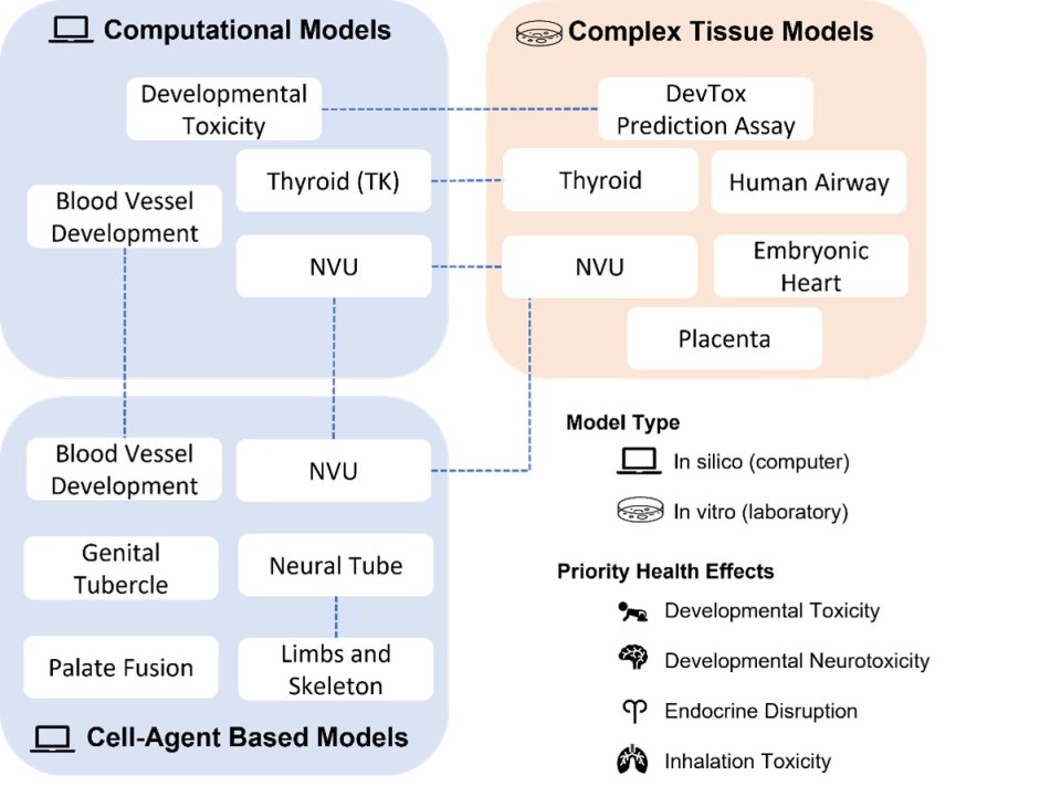 Schematic drawing connections between different model types. Developmental Toxicity is present in Computational Models and Complex Tissue Models. Blood Vessel Development is present in Computational Models and Cell-Agent Based Models. NVU is present in all three categories.