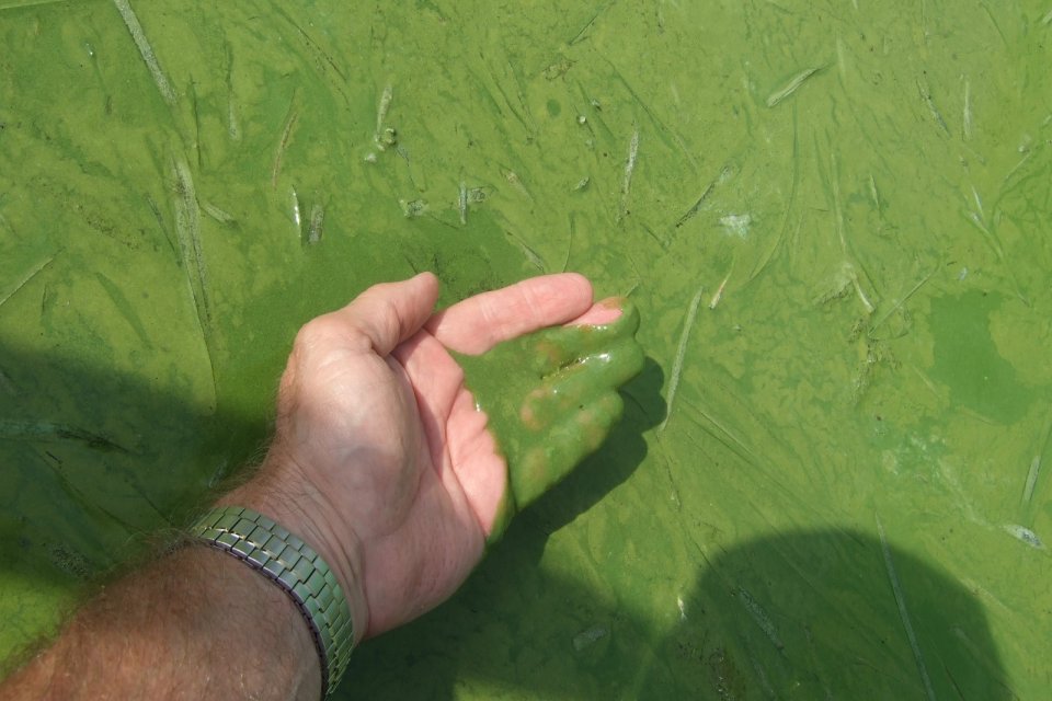 Hand holding algae from body of water.