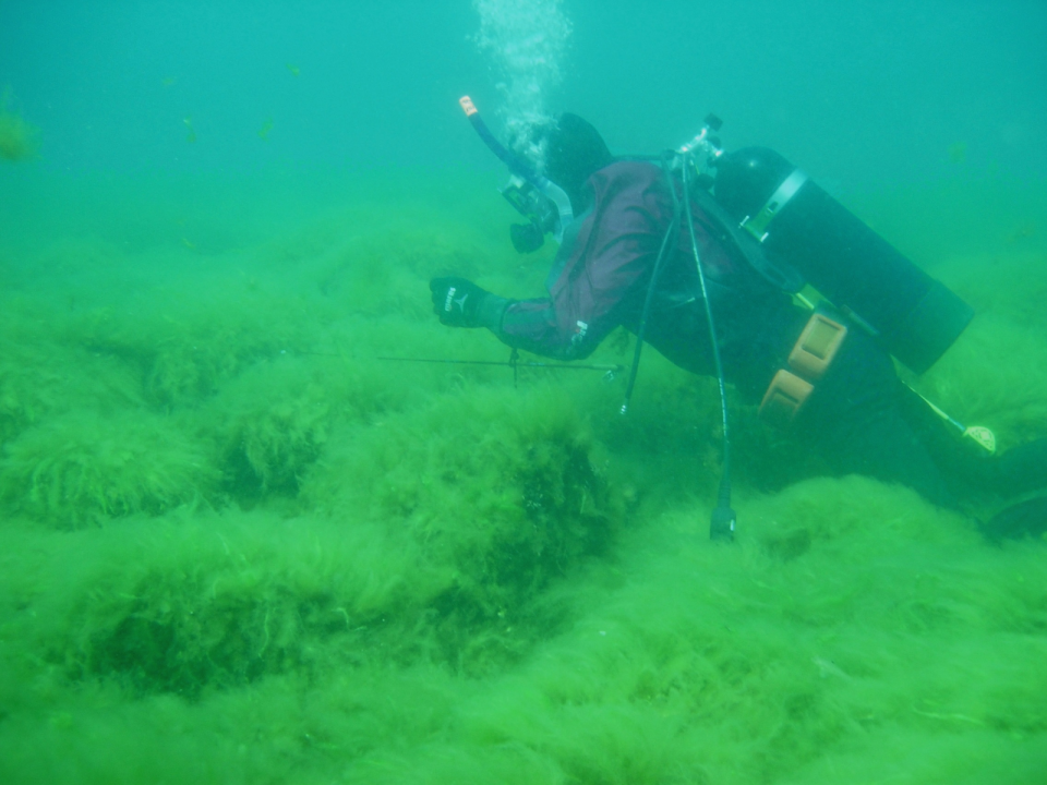 A diver collects benthic samples of Cladophora. Credit: USGS