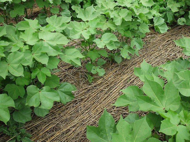 Productivity with cover crops in Indiana. Photo credit: Natural Resources Conservation Service 