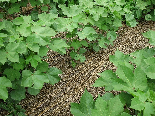 Productivity with cover crops in Indiana. Photo credit: Natural Resources Conservation Service