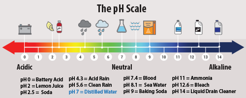 The pH Scale is represented by objects on an arrow labelled 0-14. pH 0 is"battery acid". pH 2 is "lemon juice." pH 2.5 is "soda". pH 4.3 is "acid rain". pH 5.6 is "clean rain". pH 7 is "distilled water". pH 7.4 is "blood". pH 8.1 is "sea water". pH 9 is "baking soda." ph 11 is "ammonia." ph 12.6 is "bleach." ph 14 is "liquid drain cleaner."
