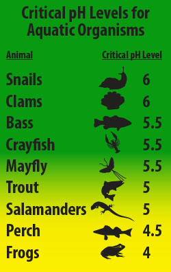 "Critical pH Levels for Aquatic Organisms" is represented by a list of animal names and sillouettes and a list of each animals' "critical pH level". "Snail" is 6. "Clams" is 6. "Bass" is 5.5. "Crayfish" is 5.5. "Mayfly" is 5.5. "Trout" is 5. "Salamanders" is 5. "Perch" is 4.5. "Frogs" is 4. 