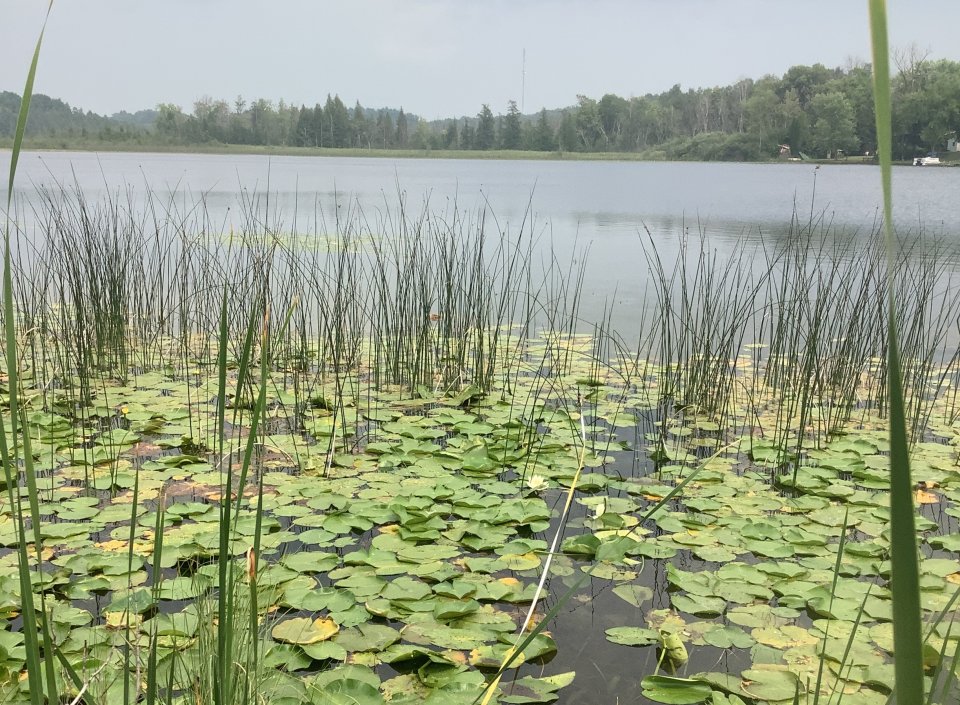 Water Lilys