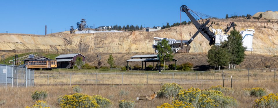 View of mining sites in Butte, Montana with heavy equipment, headframes, and fox in foreground.