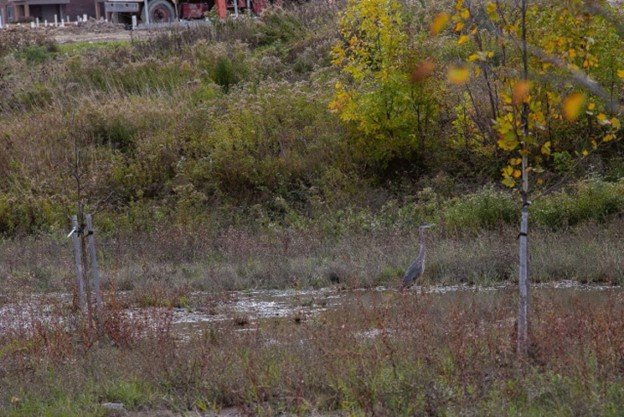 Overgrown vegetation of Clinton river