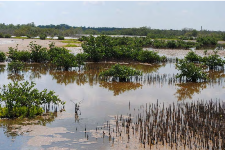 Shrub Mangrove High Marsh, Bunche Beach High Marsh, Matanzas Pass, Estero Bay