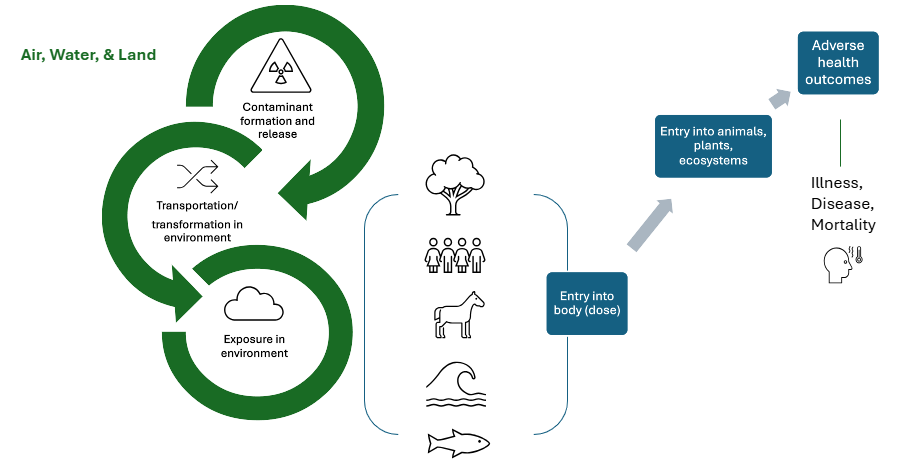A diagram showing how pollution moves from its source, through the environment, and impacts human health.. 