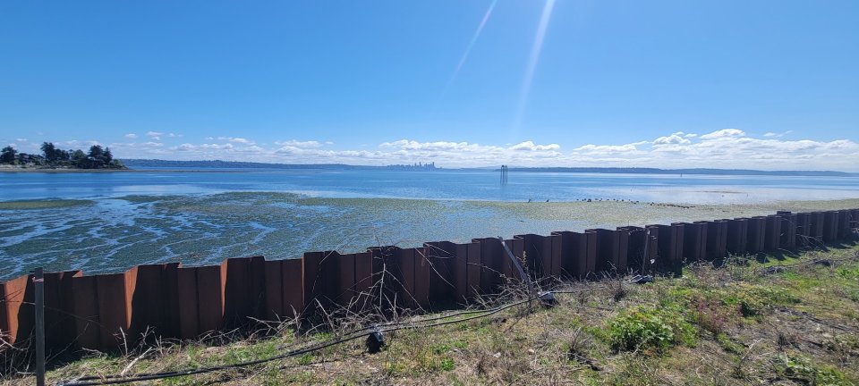Steel sheetpile wall along the Wyckoff Eagle Harbor Superfund site on Bainbridge Island.